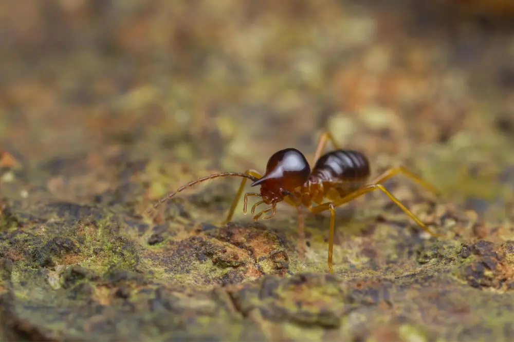 Dedetização de Cupim em condomínios RJ e quais cuidados precisam ser tomados