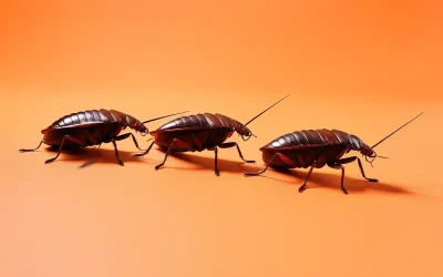 Dedetização de Barata na Tijuca: sinais de infestação e quando agir rapidamente