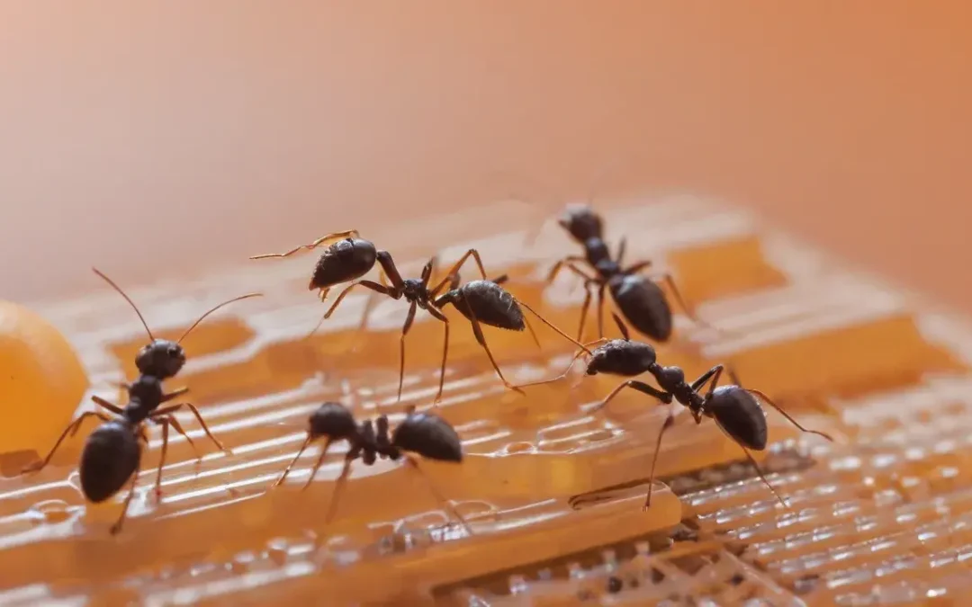 Dedetização RJ: como controlar uma infestação de forma eficaz?
