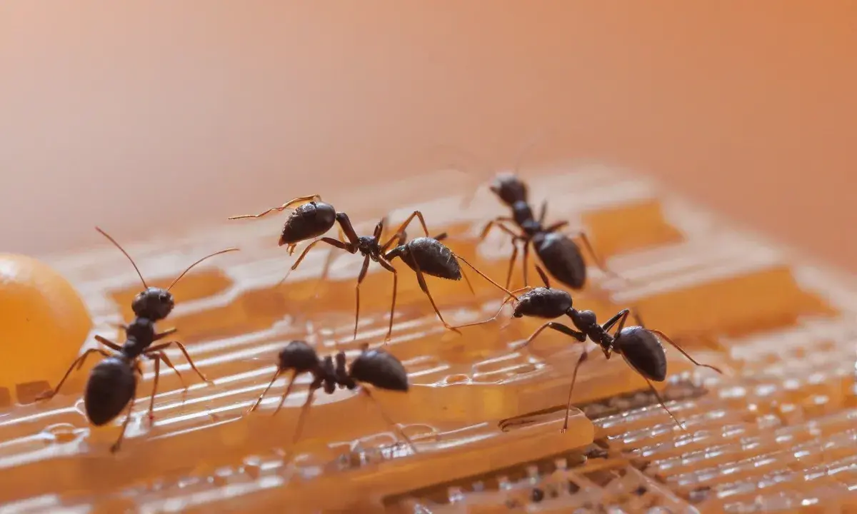 Dedetização RJ: como controlar uma infestação de forma eficaz?
