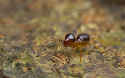 Broca ou cupim: como diferenciar as duas pragas que atacam a madeira?